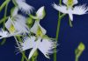 Plant hardy orchids for dazzling summer blooms