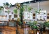 ‘Houseplants make me happy’: Jamie Song’s urban jungle