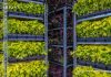 Auge del Mercado de Agricultura Vertical: Innovaciones, Desafíos y Perspectivas de Crecimiento hasta 2032
