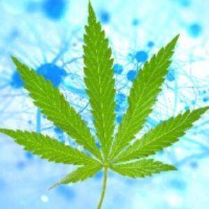 buy-medical-marijuna-online