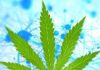 Biscotti Boyz strain for sale, Buy Biscotti Boys tins online – Cali Weed Shop